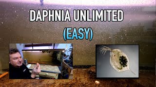 How I Raise Daphnia Water Fleas And You Can Too [upl. by Ahsienel553]