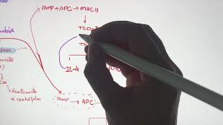 Imunologia Resposta imune às infecções bacterianas [upl. by Dygall]