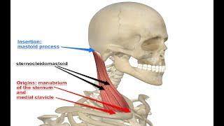 Two Minutes of Anatomy Sternocleidomastoid SCM Muscle [upl. by Walt]