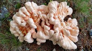 Laetiporus cincinnatus [upl. by Ev]