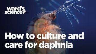 Caring and Culturing for Daphnia [upl. by Emee851]