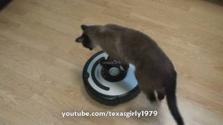 Cat shows HOW TO use iRobot Roomba Vacuum [upl. by Anaeg]