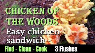 Find clean cook Chicken of the woods Easy chicken sandwich New 2017 Laetiporus Sulphureus 3 flushes [upl. by Bobbye]