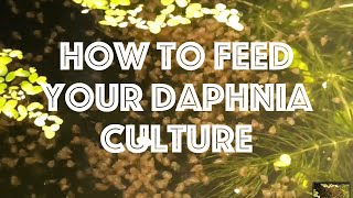 How To Feed Your Daphnia Culture [upl. by Raleigh]