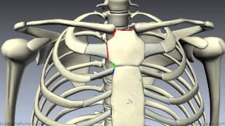 Sternum  3D Anatomy Tutorial [upl. by Haimerej]