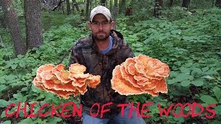 Chicken of the woods mushroom quotLaetiporus Sulphureusquot [upl. by Hough]