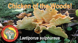 Chicken of the Woods Laetiporus sulphureus Wild Mushrooms of Wisconsin [upl. by Limoli]