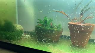 Daphnia Culturing Snails or no snails [upl. by Hsirrap168]