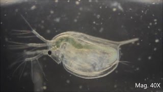 Daphnia magna under the Microscope [upl. by Broek]