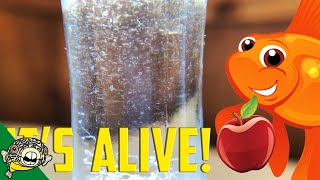 How to culture Vinegar Eels The EASY Way Live Fish Food [upl. by Ludie]