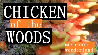 Chicken of the Woods Mushroom Laetiporus [upl. by Oringa]