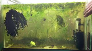 Scuds Daphnia Cherry Shrimp Copepods My aquatic food culture [upl. by Tyler238]