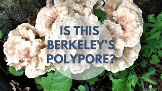 Berkeleys Polypore Mushroom Identification and Look Alike [upl. by Eidak]