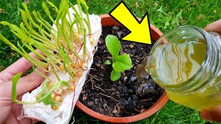 ¡Usalo 1 vez Verás la diferencia de inmediato en tus Plantas Abono casero Orgánico Fertilizante 🌱 [upl. by Cockburn644]