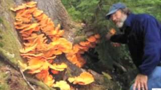 Paul finds Laetiporus conifericola Chicken of the Woods in the old growth forest [upl. by Lairret171]