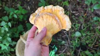 Como cosechar el pollo de monte Laetiporus sulphureus [upl. by Ydwor269]