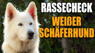 Weißer Schweizer Schäferhund Rassecheck  Rasseportrait Rassebeschreibung [upl. by Ablasor]