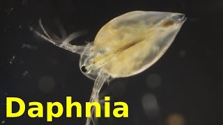 Daphnia [upl. by Atsyrc]