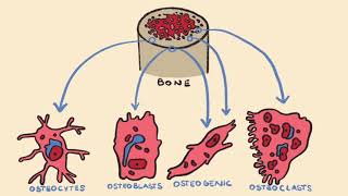 Bone Formation amp Endochondral Ossification [upl. by Namzaj]