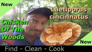 Find clean cook Chicken of the woods Laetiporus Cincinnatus New 2018 Identification [upl. by Fiora]