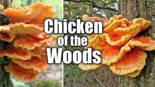 Chicken of the woods Laetiporus sulphureus [upl. by Fokos580]