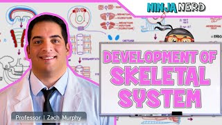 Embryology  Development of Skeletal System [upl. by Lezley]