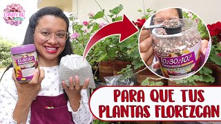 Cómo usar el ABONO TRIPLE 15 y FLORESCENCIA en las plantas│Candy Bu [upl. by Mancino]