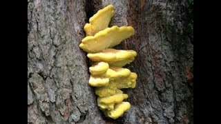 Chicken Of The Woods Laetiporus sulphureus Sulphur shelf [upl. by Naujd684]