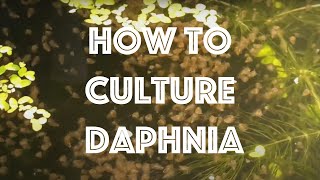 How To Culture Daphnia Magna [upl. by Tisha694]