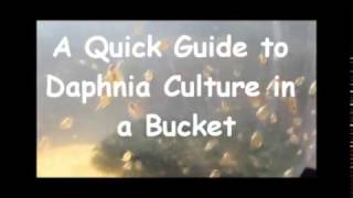 How to culture daphnia outside [upl. by Lal]