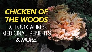 Chicken Of The Woods  Identification LookAlikes Medicinal Benefits amp More with Adam Haritan [upl. by Alica]