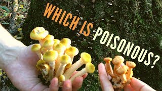 Poisonous Mushroom Identification for Beginners Jack O Lantern vs 6 Lookalikes [upl. by Ahidam44]