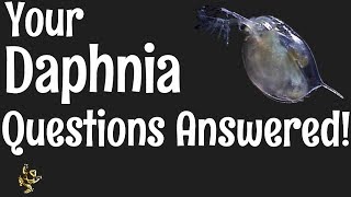 Daphnia Questions Answered [upl. by Tibold]