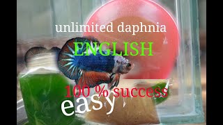 daphnia moina culture Easy way Unlimited production English  with sub Green water Chlorella [upl. by Helve]