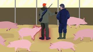 African Swine Fever how to stay one step ahead [upl. by Desdee]