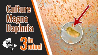 How to culture DAPHNIA MAGNA  The easy way [upl. by Etnaed336]