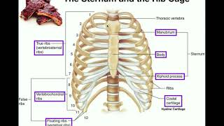 Anatomy  The Sternum Rib Cage amp Vertebrae [upl. by Ahsirtap]