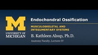 Skeletal System Endochondral Ossification [upl. by Eelarat]