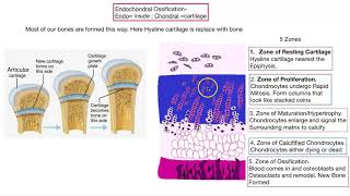 Osteogenesis Bone formation [upl. by Reisinger351]