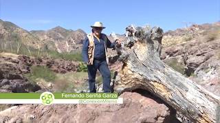 El oasis del Desierto de Sonora  Conexión Milenio [upl. by Assiren]