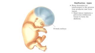 Bone formation  Ossification [upl. by Adnim]