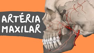 Carotid Artery Stenting video [upl. by Mossolb]