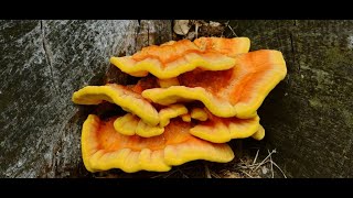 laetiporus sulphureus chicken of the woods grow room [upl. by Ygiaf]