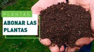 Cómo y cuándo abonar las plantas todo sobre el NPK  Verdecora [upl. by Ocsisnarf168]