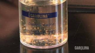 How to Care for Daphnia [upl. by Euqinaj]