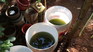 How to grow Green Water Algae [upl. by Llednav148]