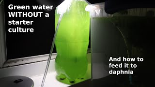 Green Water WITHOUT a Starter Culture  From Scratch  How To [upl. by Tiffanie]