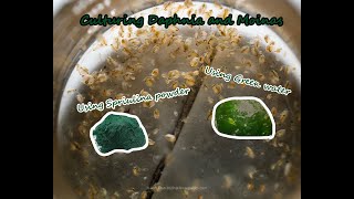 How To Culture Daphnia and Moinas using Green Water Spirulina powder [upl. by Olenolin]