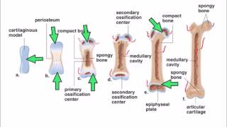 6 Ossification [upl. by Floria182]