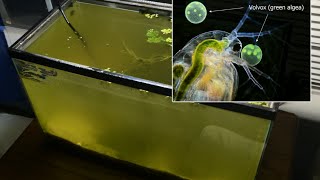 Raising Daphnia for the Freshwater Aquarium [upl. by Mahmud496]